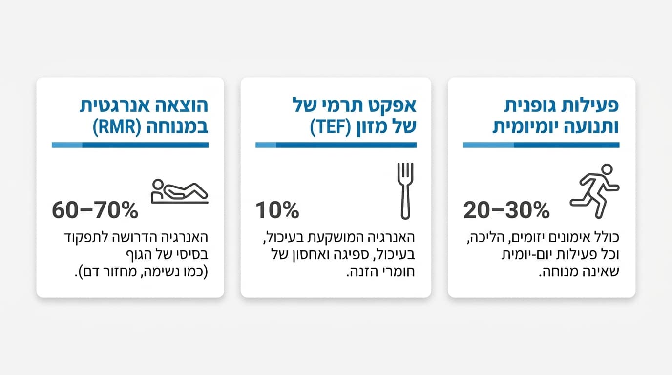 איך להאיץ חילוף חומרים: המדריך המלא לשיפור המטבוליזם ושריפת קלוריות במנוחה